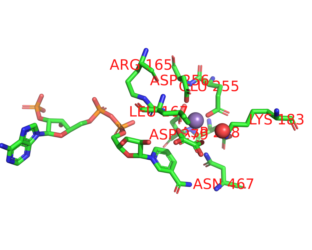 Manganese binding site 2 out of 16 in 1gq2 Manganese binding site 2 out of 16 in 1gq2
