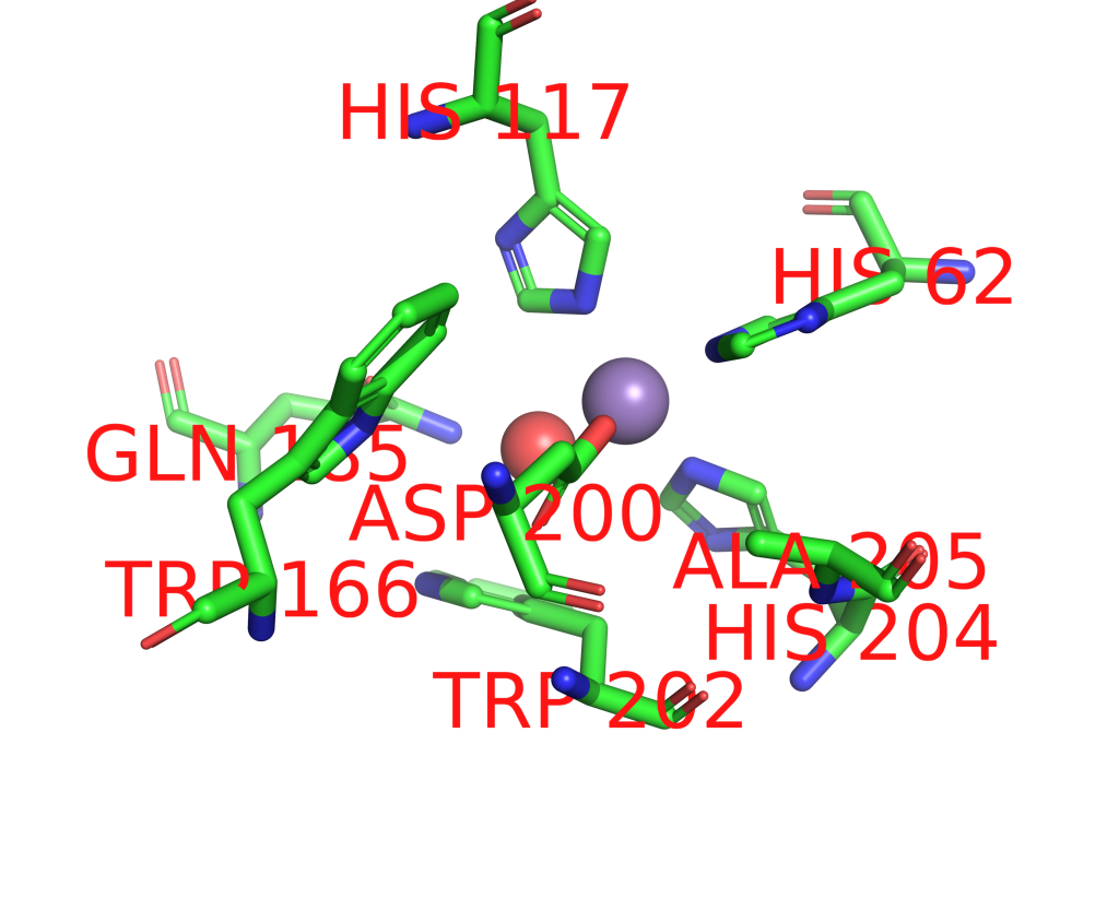 Manganese binding site 1 out of 2 in 1gv3 Manganese binding site 1 out of 2 in 1gv3